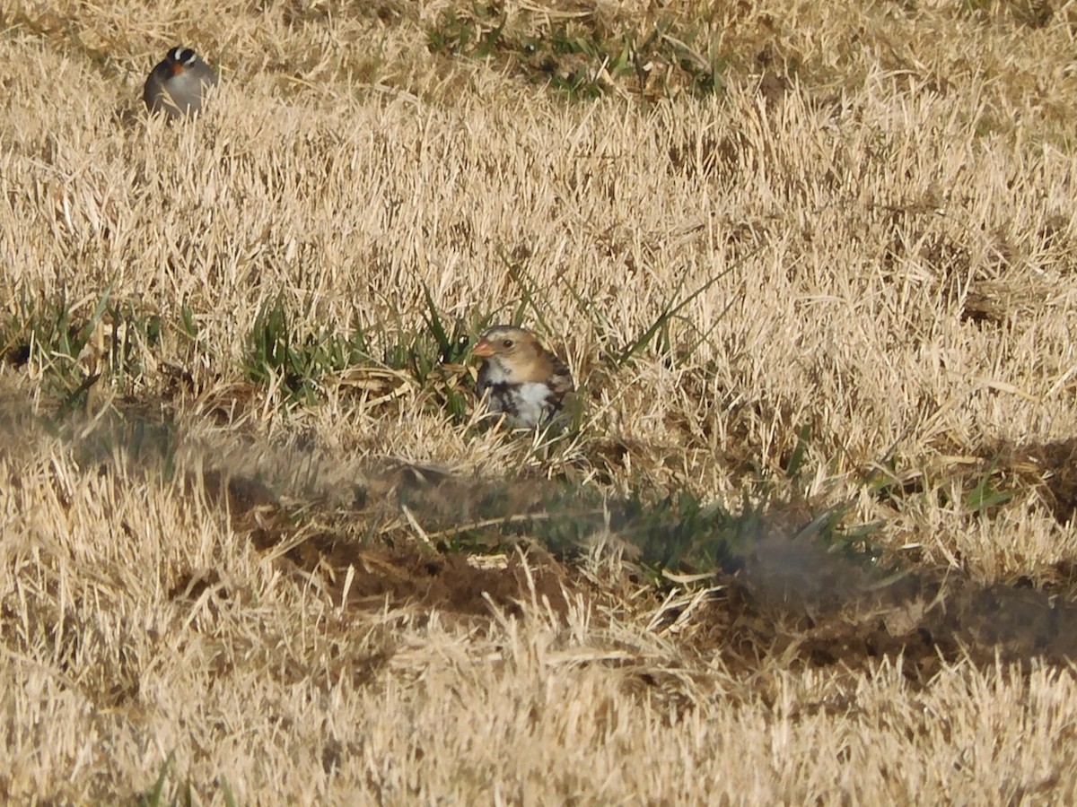 Harris's Sparrow - ML397288401