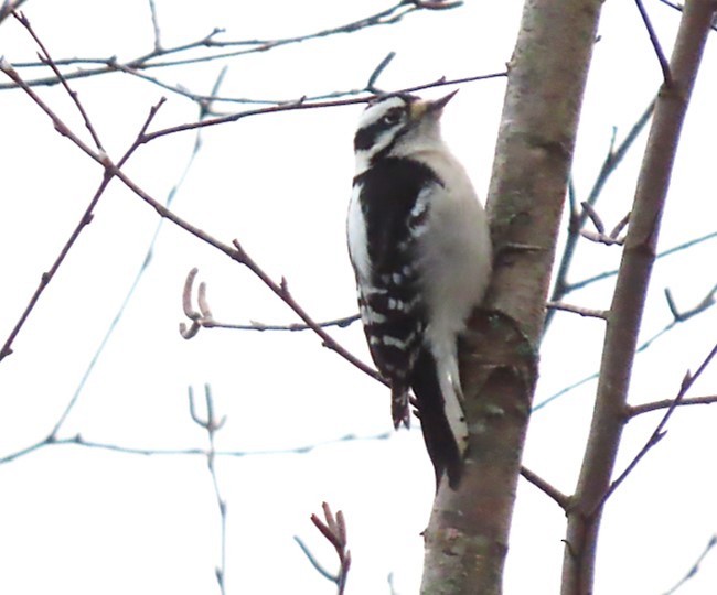 Downy Woodpecker - ML397288411