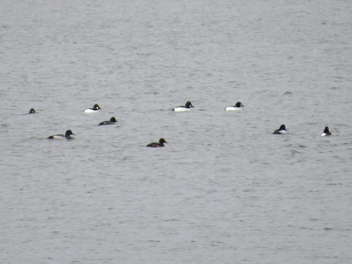 Greater Scaup - ML397288541