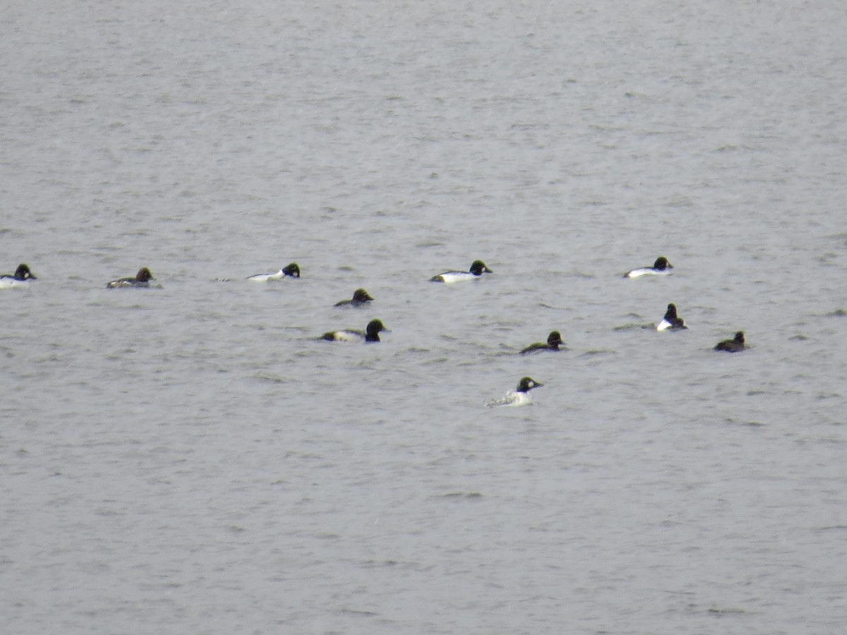 Greater Scaup - ML397288641