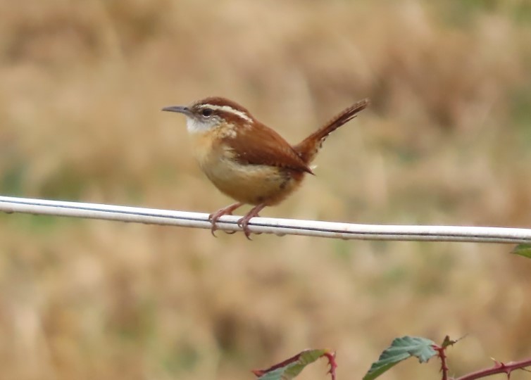 Carolina Wren - ML397288731