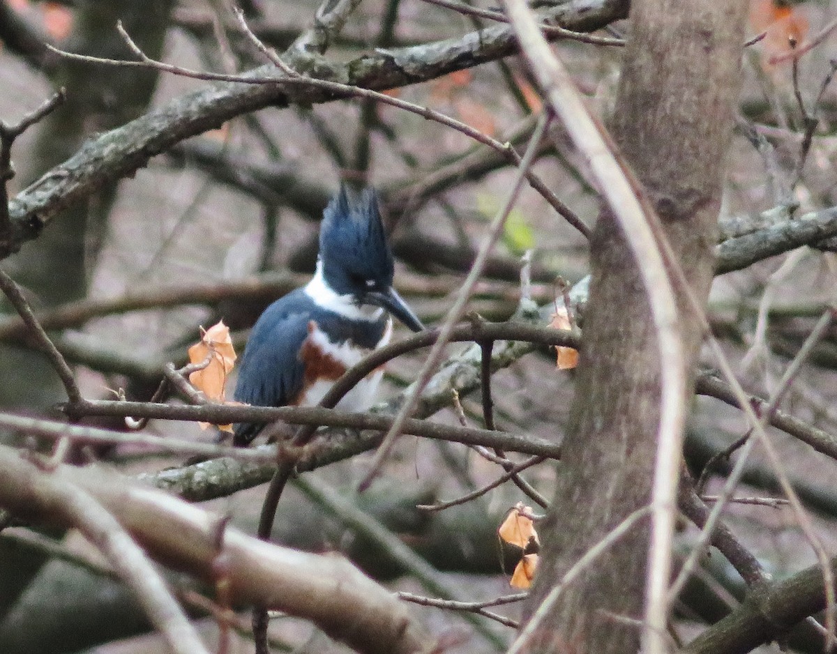 Kuşaklı Yalıçapkını - ML397289901