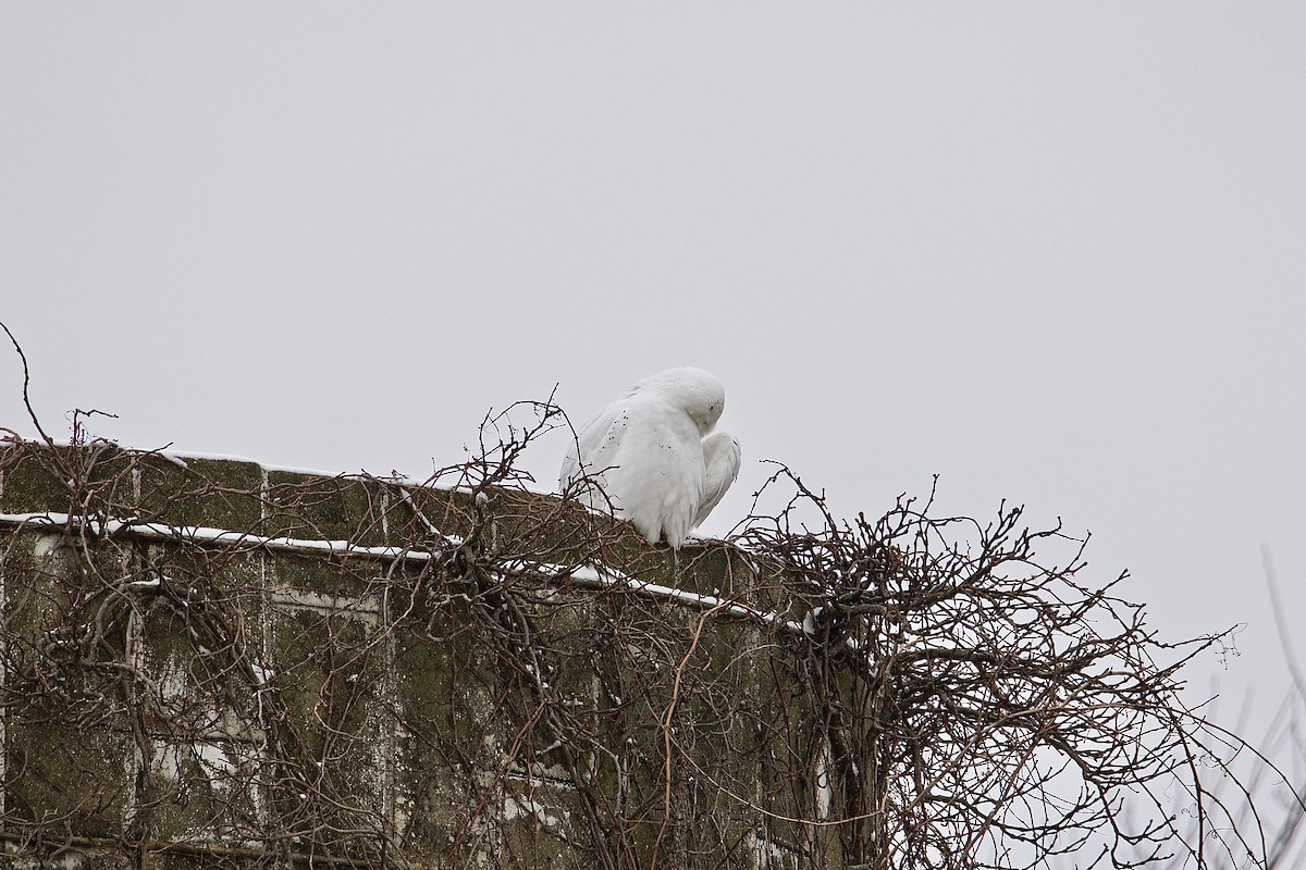 Snowy Owl - ML397291501