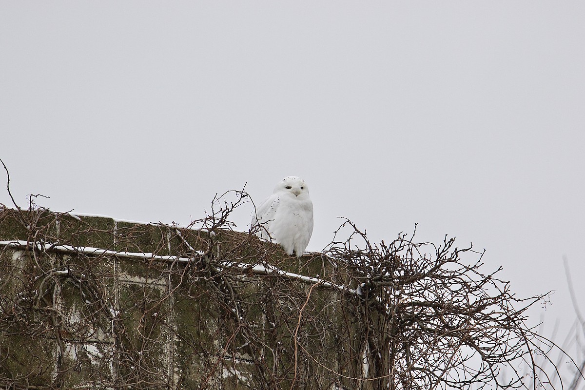 Snowy Owl - ML397292601