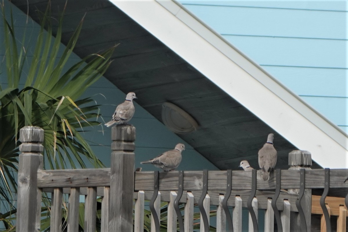 Eurasian Collared-Dove - Allison Graves