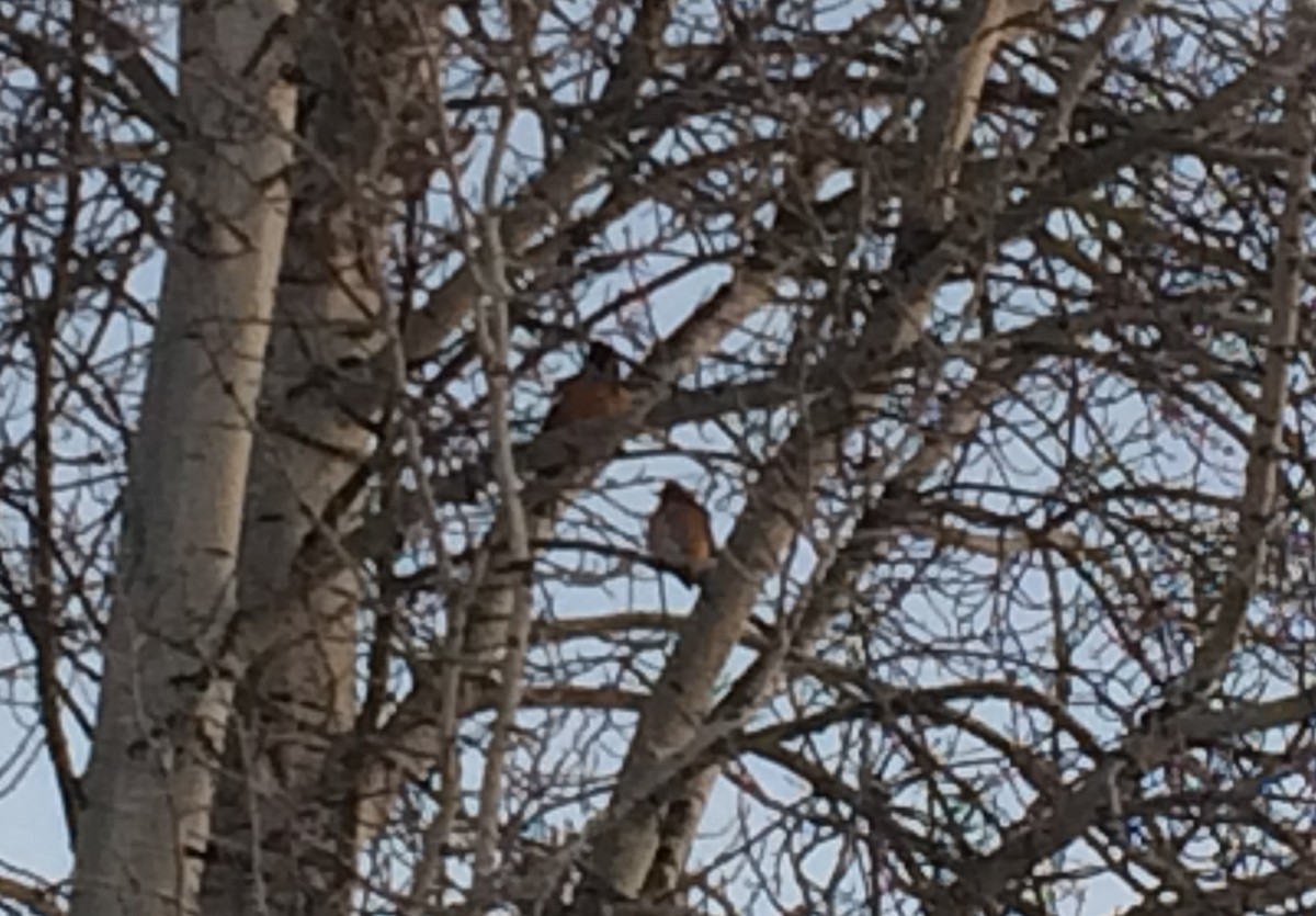 American Robin - ML39729521