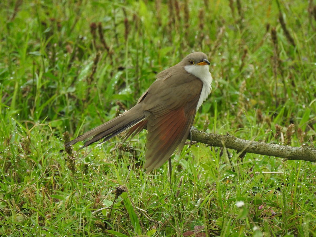 Yellow-billed Cuckoo - ML397295381