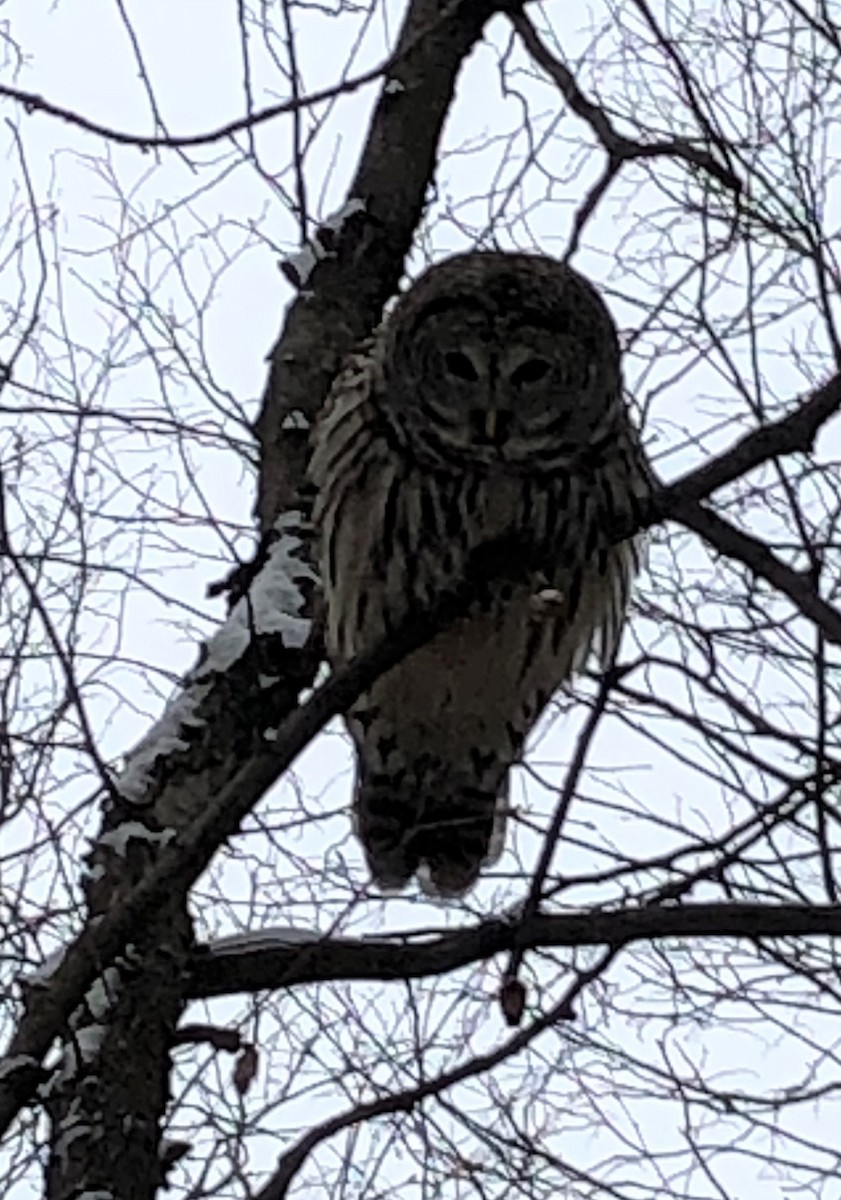 Barred Owl - ML397296131