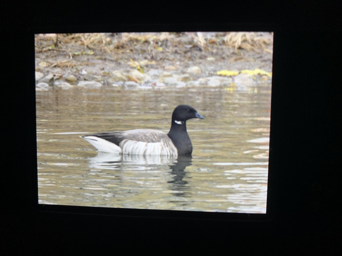 Brant - ML397298231