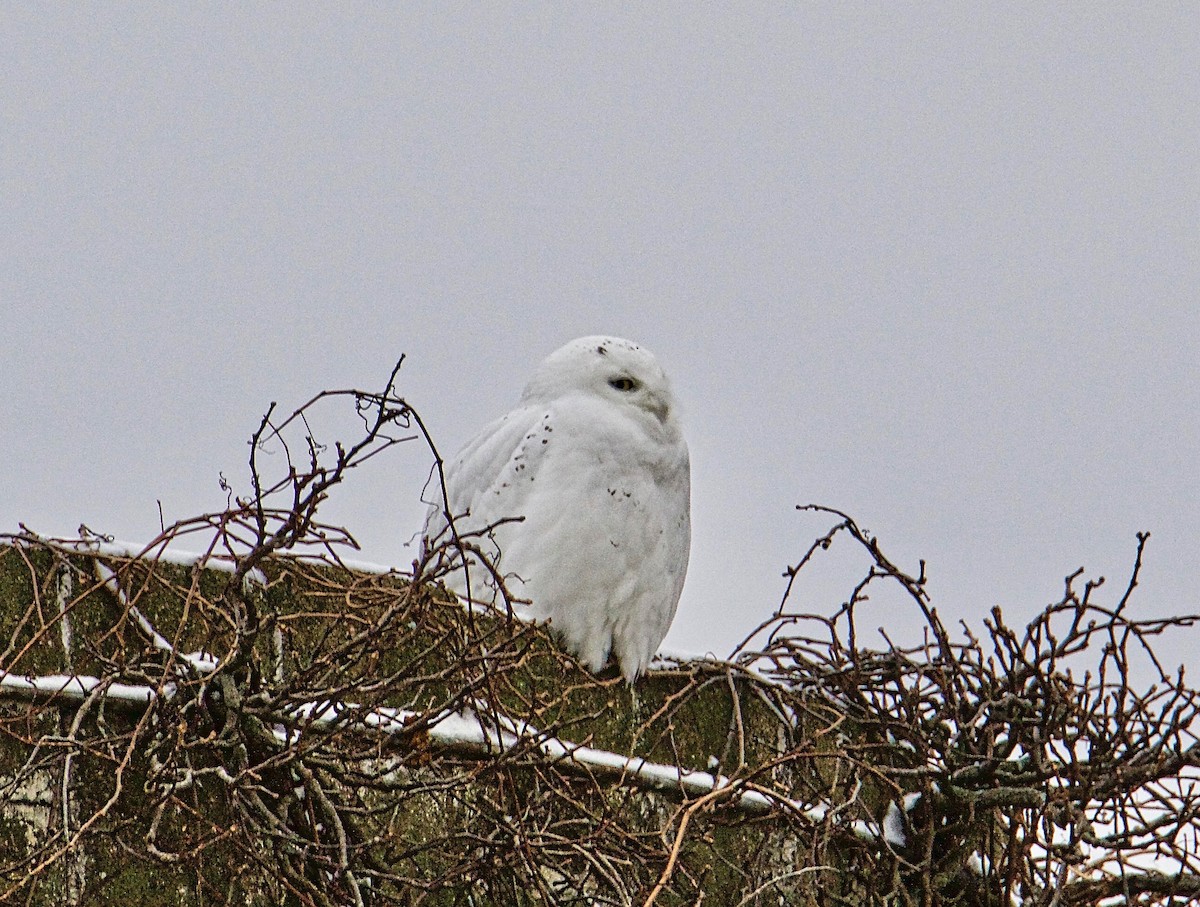 Snowy Owl - ML397298521