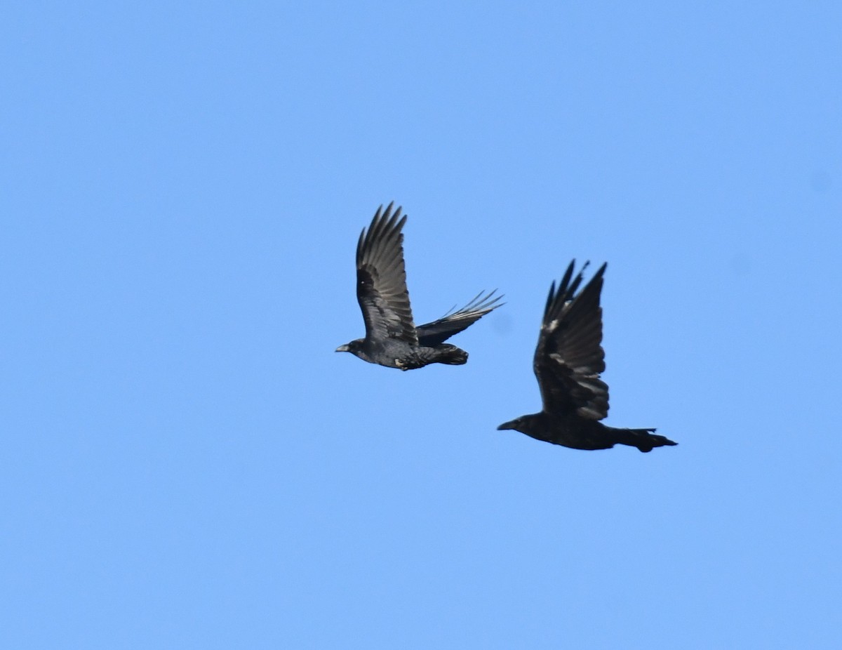 Chihuahuan Raven - Joe Girgente