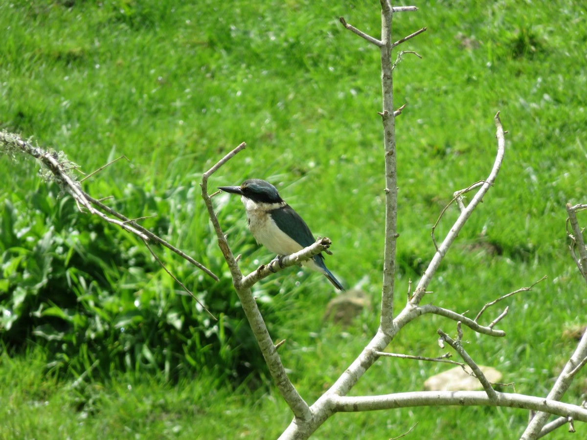 Sacred Kingfisher - Liam Ballard