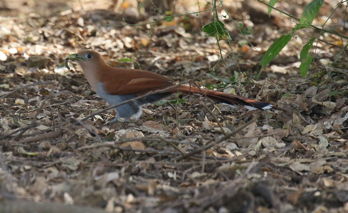 Squirrel Cuckoo - ML397300181