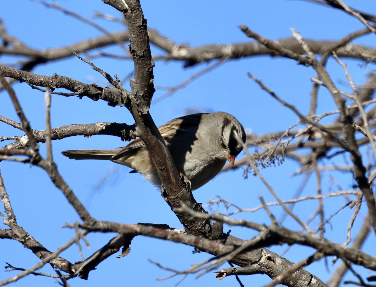 White-crowned Sparrow - ML397300871