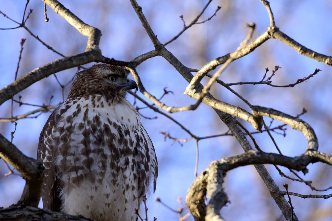 Red-tailed Hawk - ML397302371