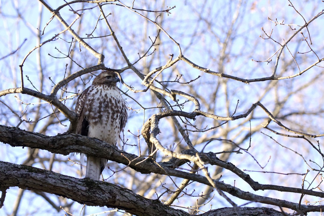 Red-tailed Hawk - ML397302441