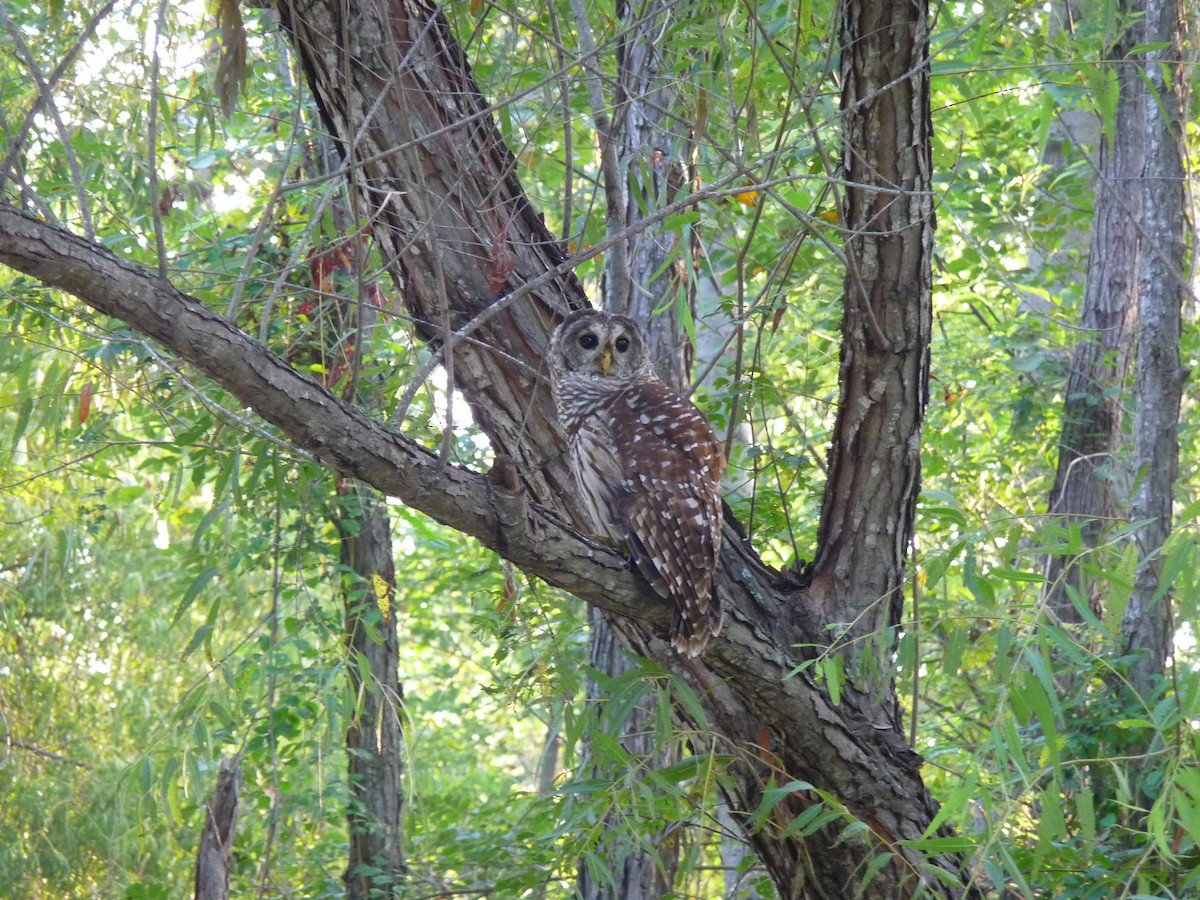 Barred Owl - ML39730261