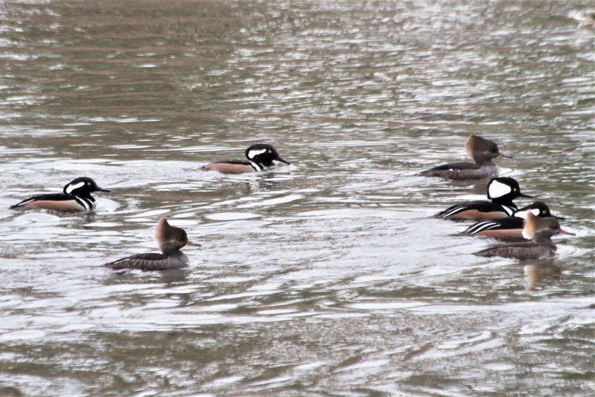 Hooded Merganser - ML397302981