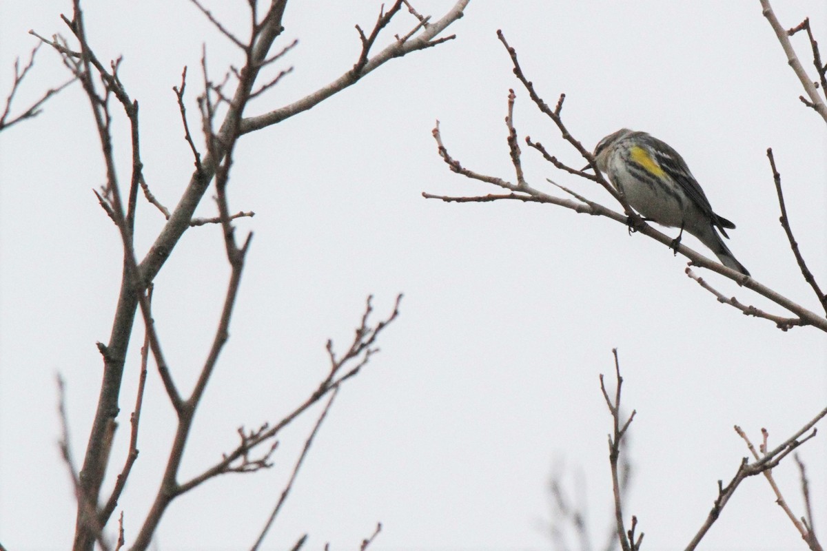 Yellow-rumped Warbler - ML397304411