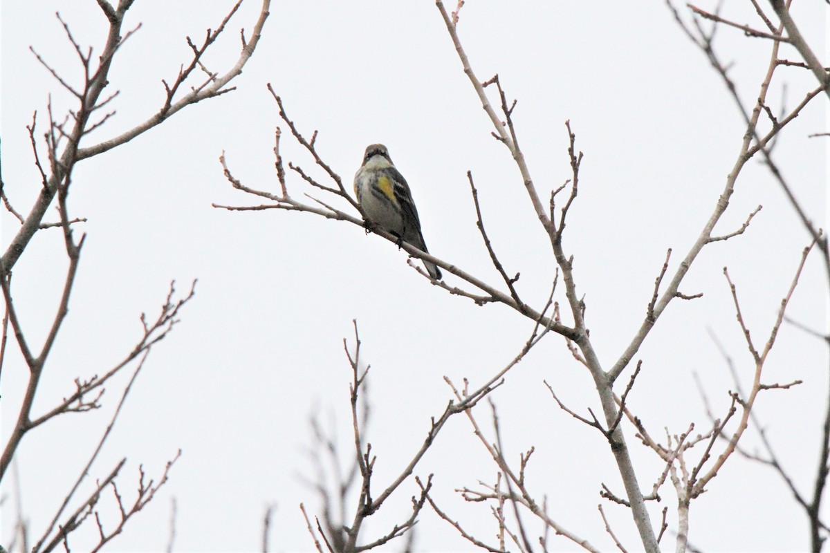 Yellow-rumped Warbler - ML397304431