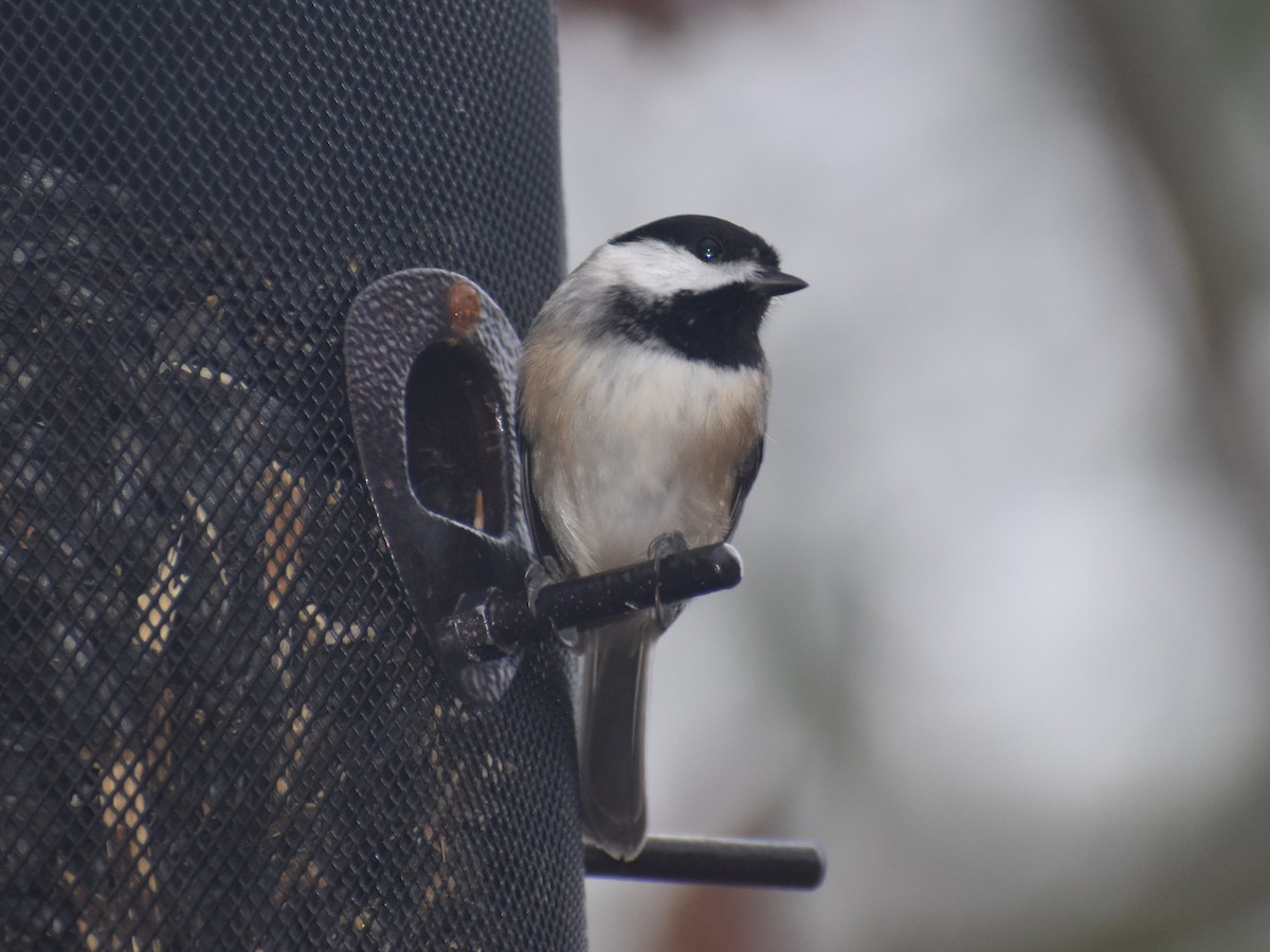 Carolina Chickadee - Matt Knepley