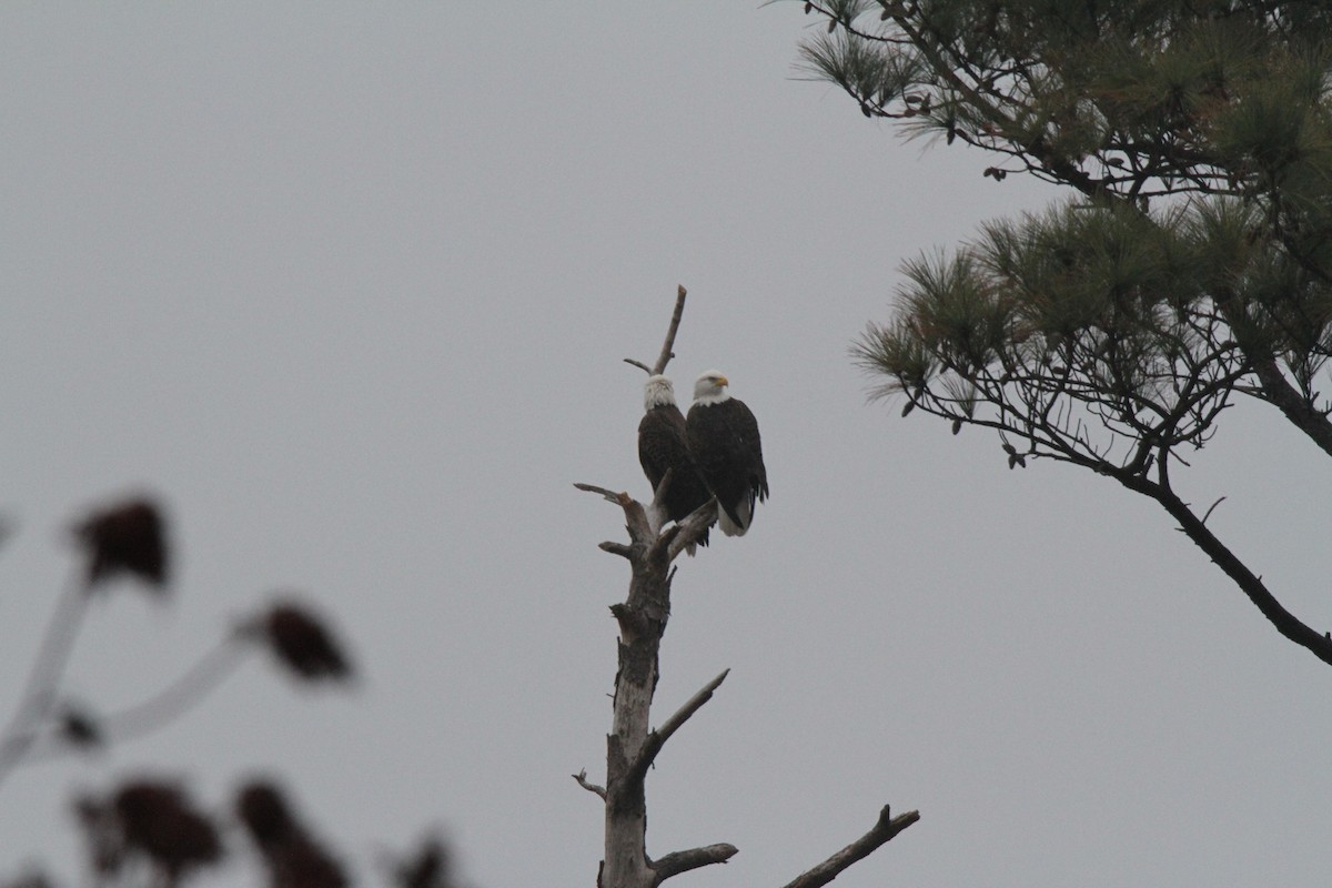 Fish Crow - cary koronas