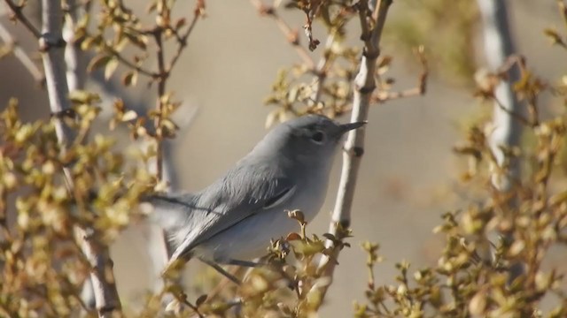 Black-tailed Gnatcatcher - ML397305651