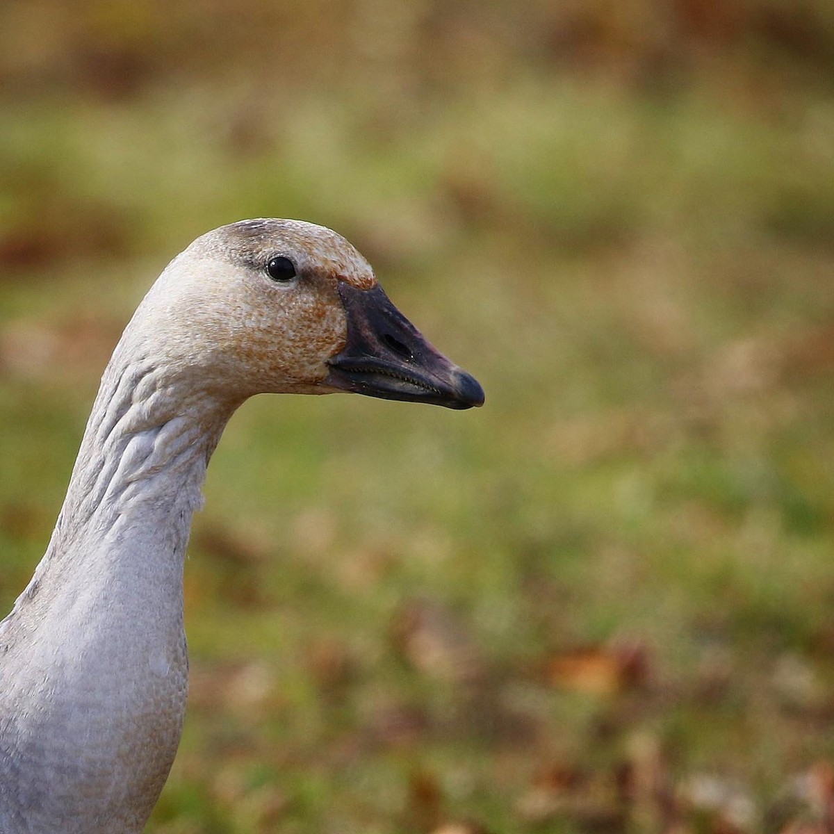 Snow Goose - ML397306311