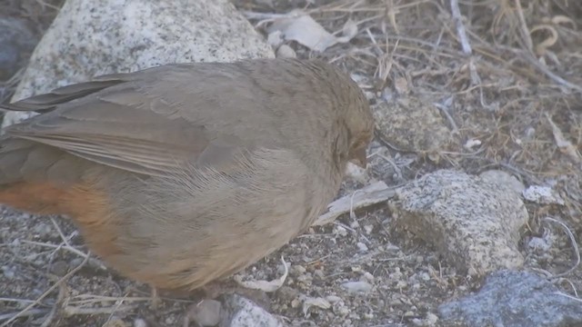 California Towhee - ML397306771