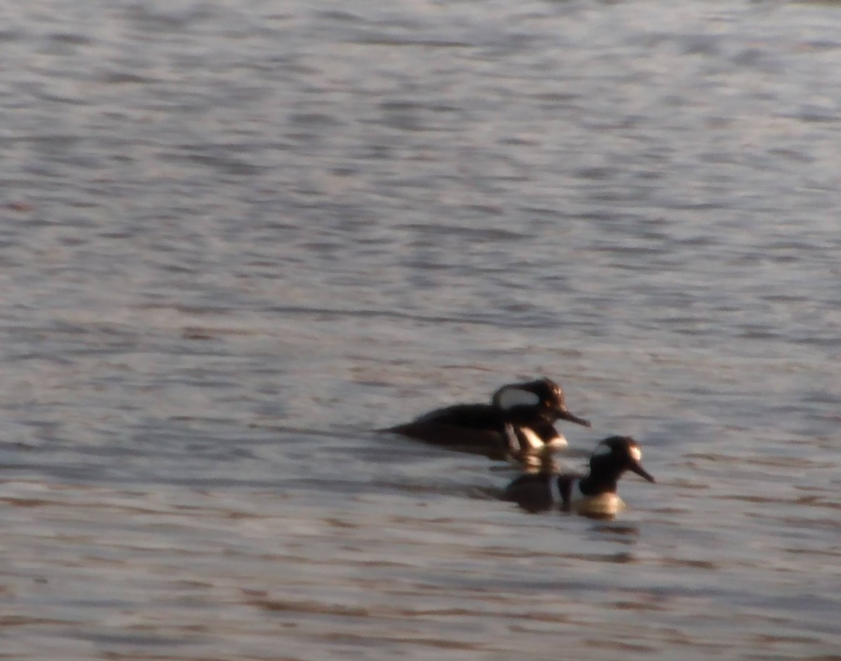 Hooded Merganser - ML397307031