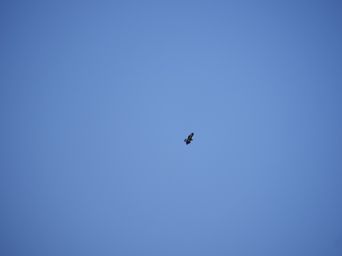 Golden Eagle - ML397307741