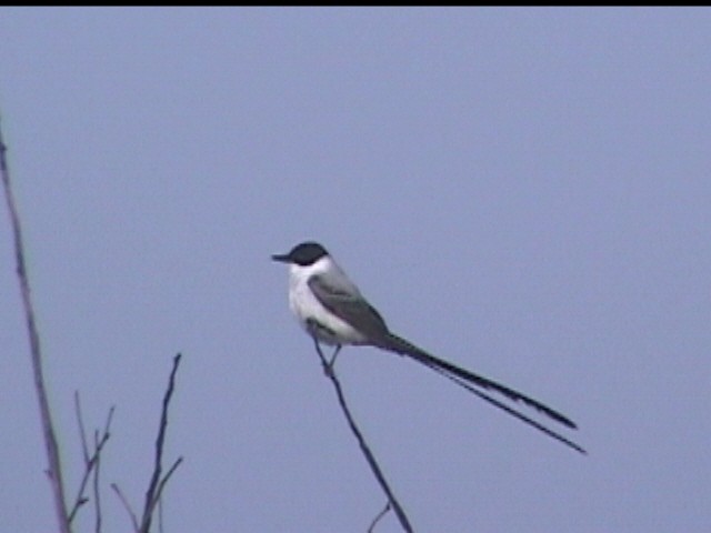 Fork-tailed Flycatcher - ML397307871