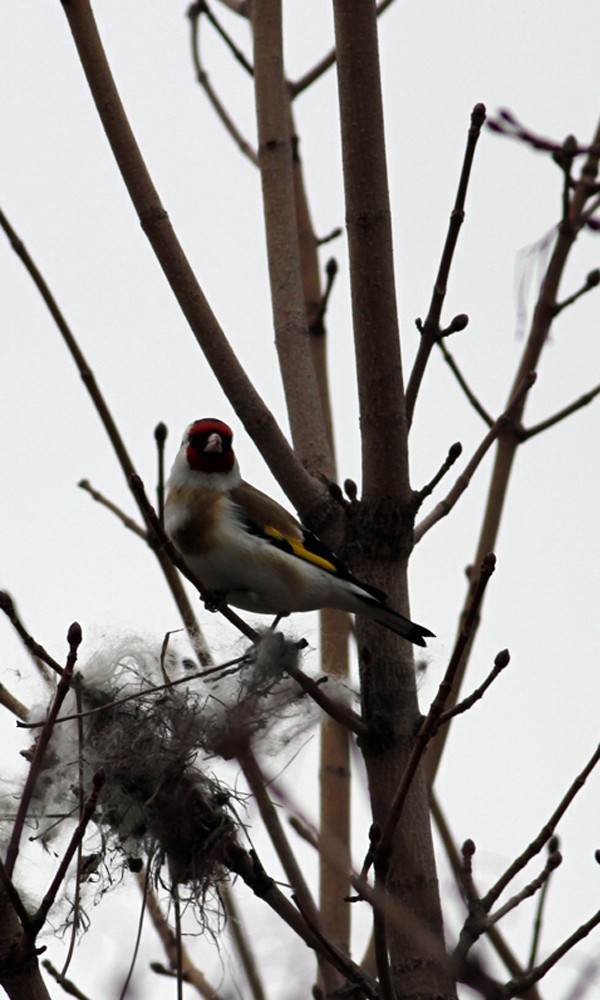 European Goldfinch - ML397308001