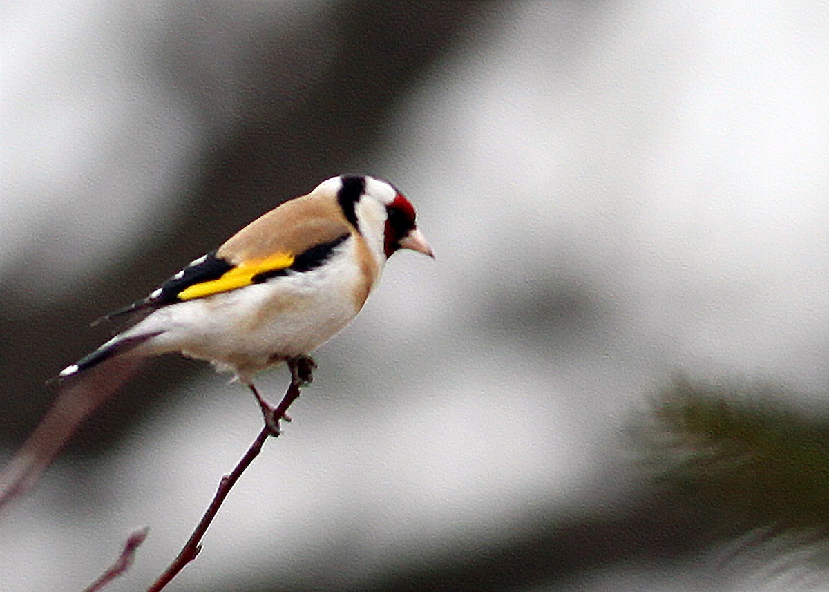 European Goldfinch - ML397308041