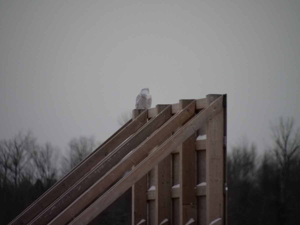 Snowy Owl - ML397308411