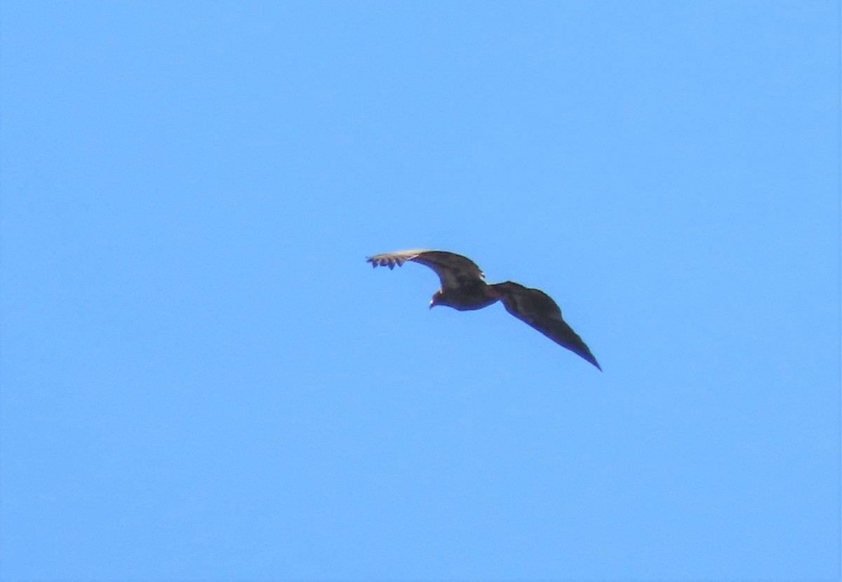 Bald Eagle - Ed Stonick