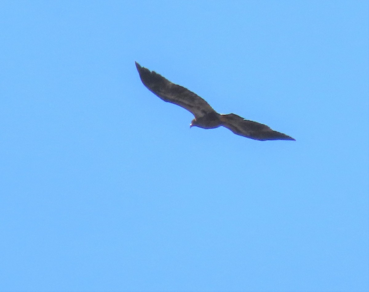 Bald Eagle - ML397308511