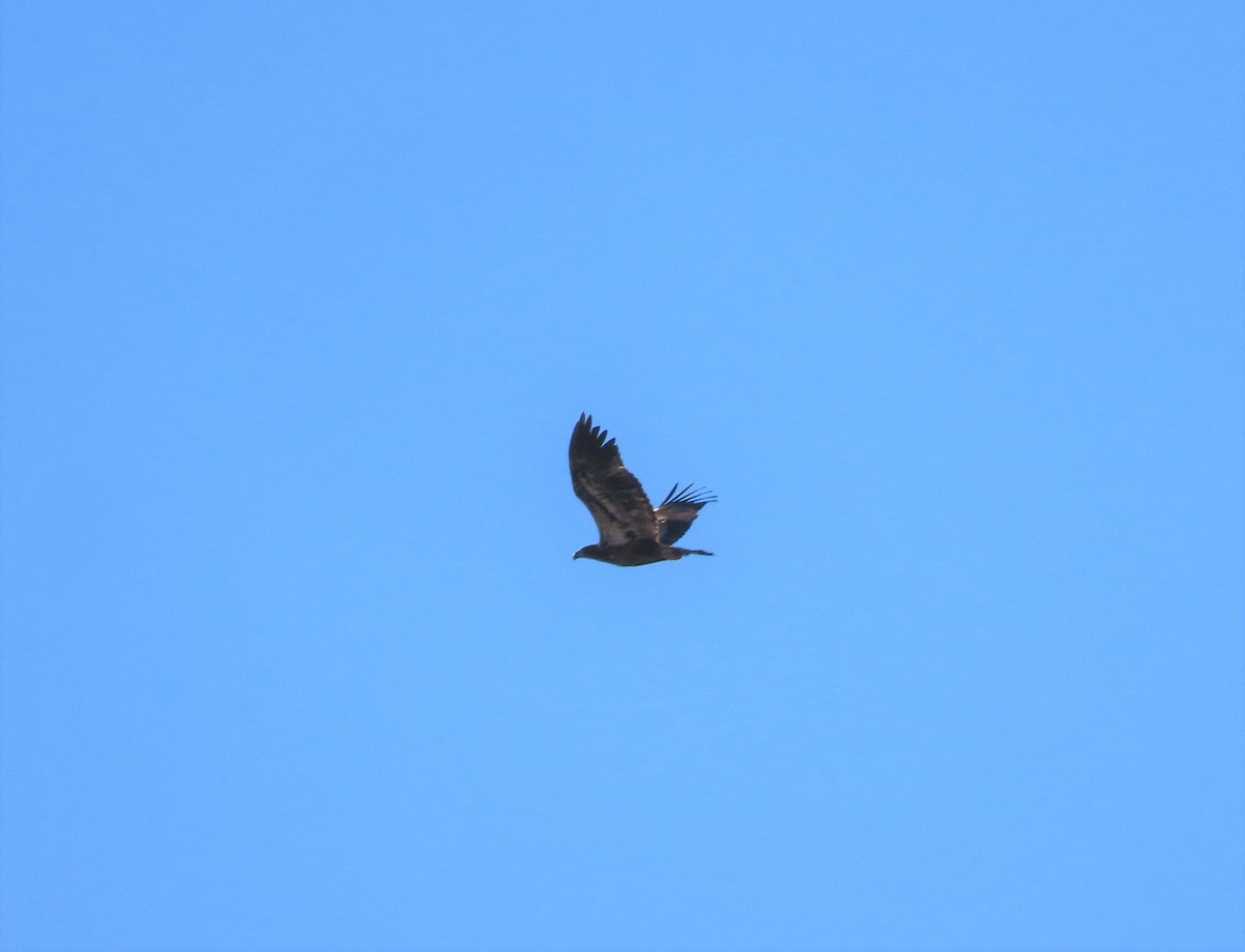 Bald Eagle - ML397308521