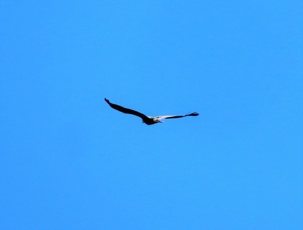 Bald Eagle - ML397308531