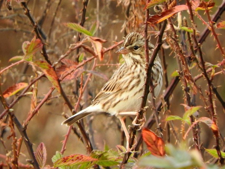 Savannah Sparrow - ML397308971