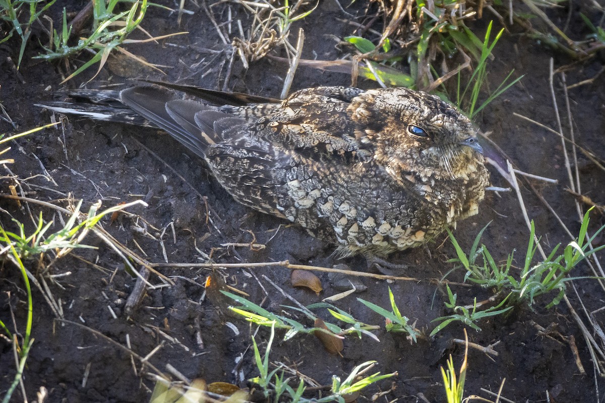 Band-winged Nightjar - ML397310191