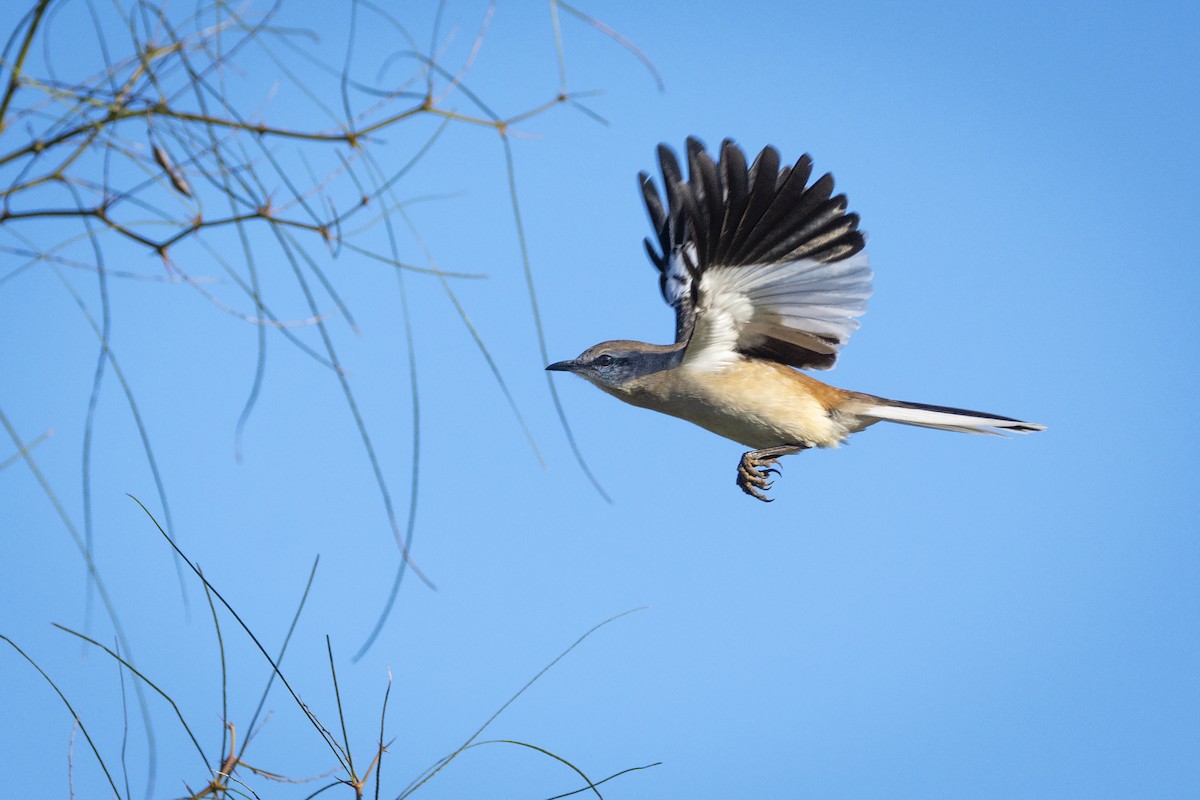 White-banded Mockingbird - ADRIAN GRILLI