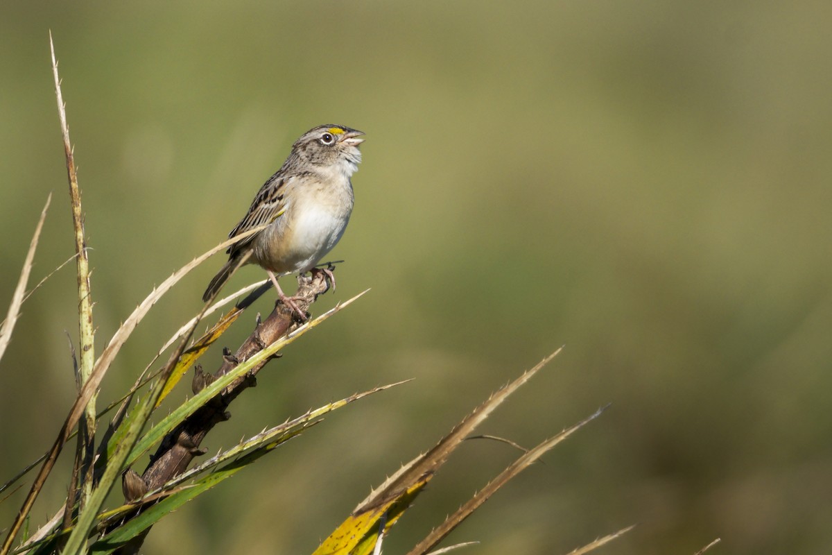 Grassland Sparrow - ML397310441
