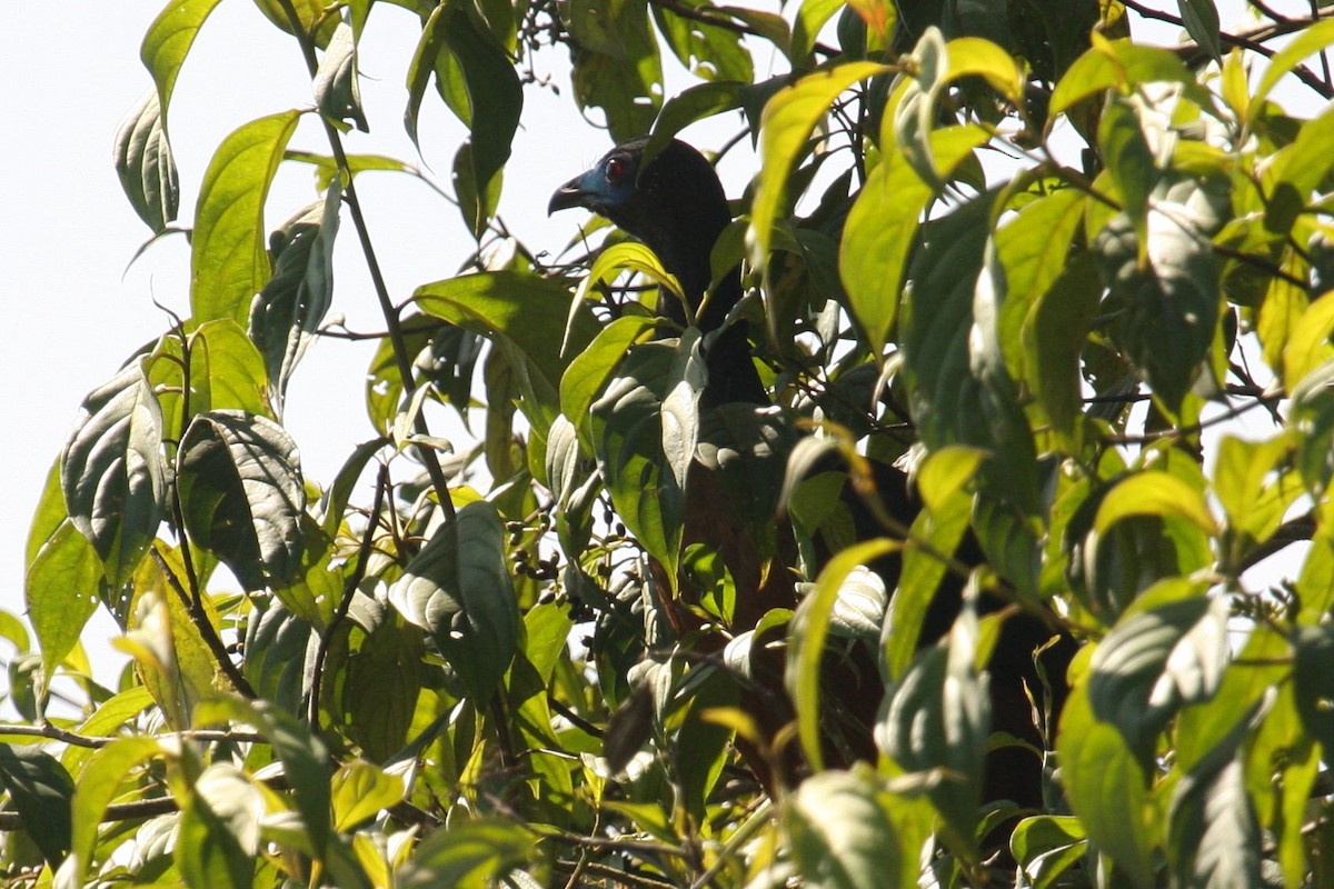 Sickle-winged Guan - Jun Tsuchiya