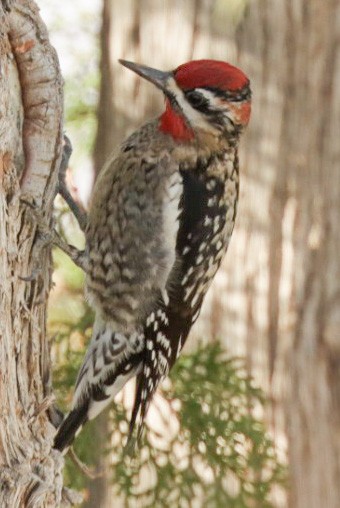 Red-naped Sapsucker - ML397311101