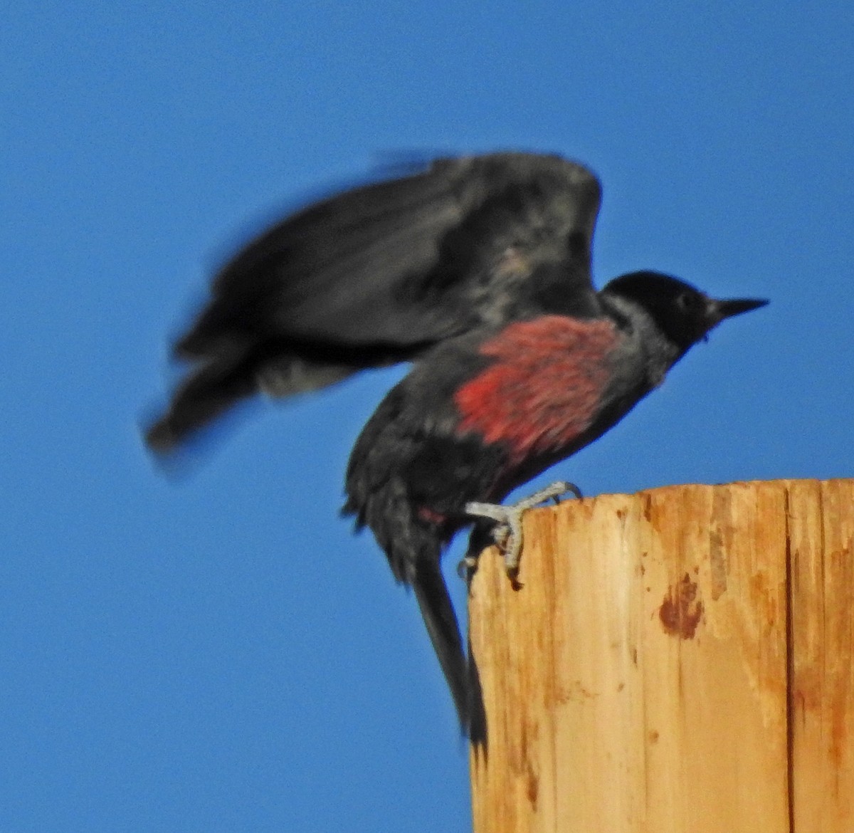 Lewis's Woodpecker - Janet Ruth