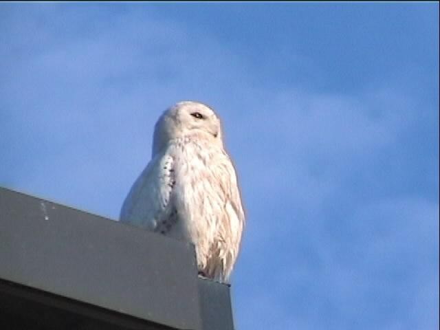 Snowy Owl - ML397312251