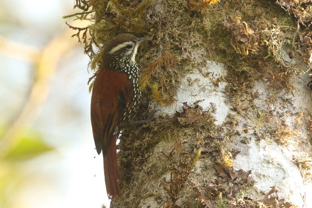 Pearled Treerunner - Jun Tsuchiya