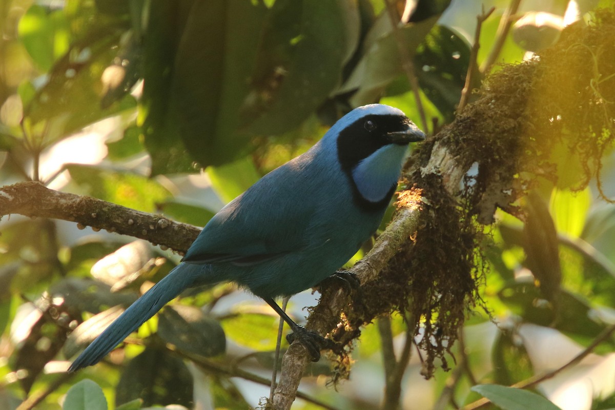 Turquoise Jay - Jun Tsuchiya