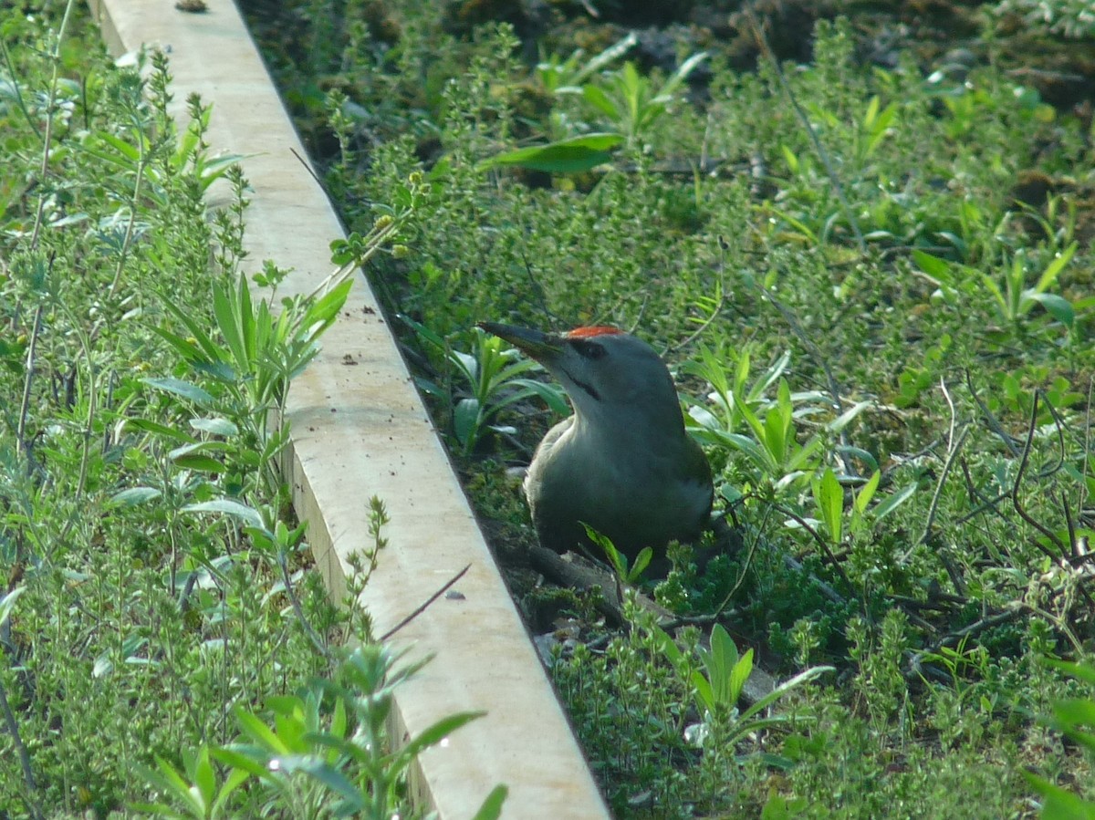 Gray-headed Woodpecker - Selvino de Kort